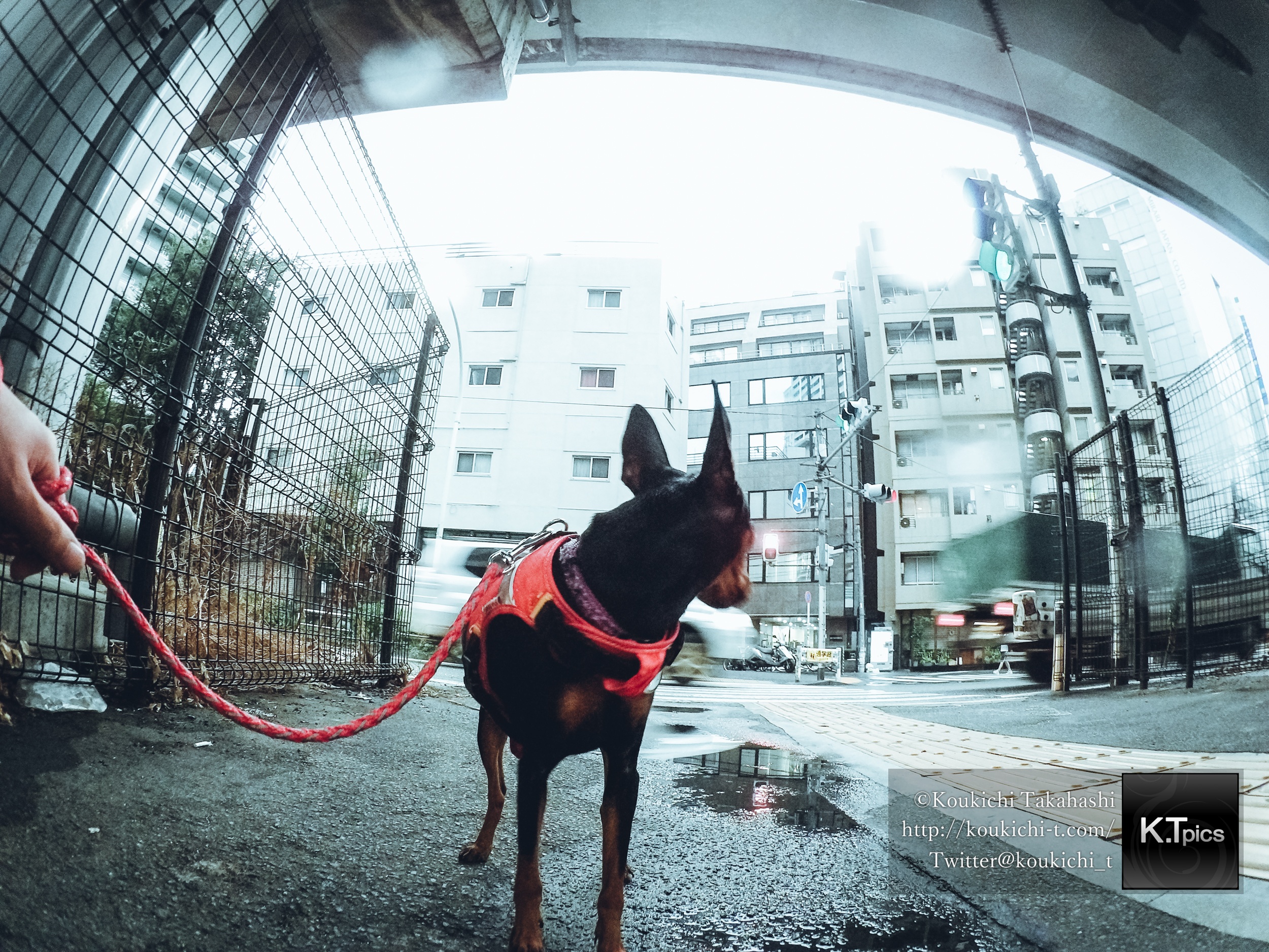 スナップマートで雨の日の犬の散歩写真が編集部セレクションに選ばれました Koukichi T