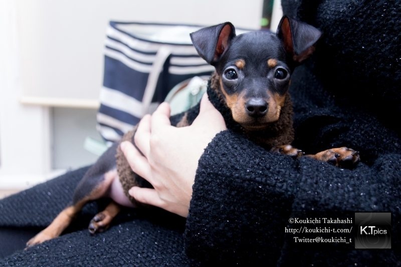 PIXTAで抱っこされた犬の写真をご購入頂きました。女性に抱っこされる賢そうな子犬イメージ。ミニチュアピンシャー