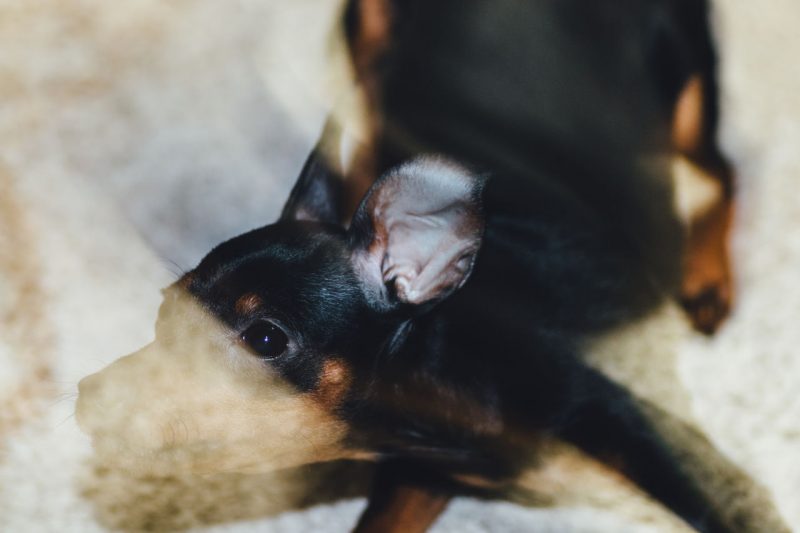 My Collection of Exceptional Dog Portrait on EyeEm