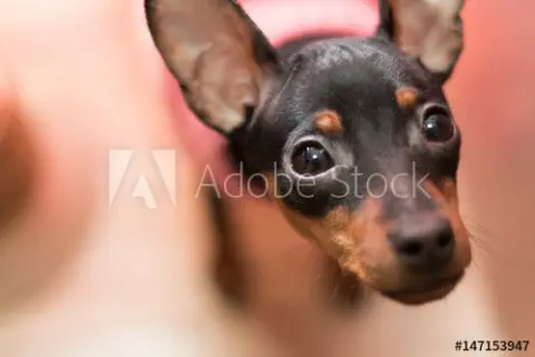 I Sold A Dog Looking Up With A Strange Look Photos With Adobe Stock Koukichi T