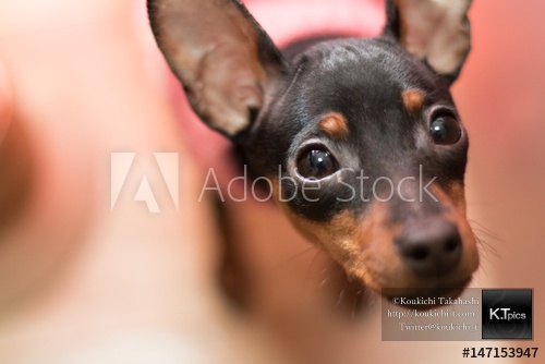 Adobe Stockで不思議そうに見上げる犬の写真素材をご購入頂きました！