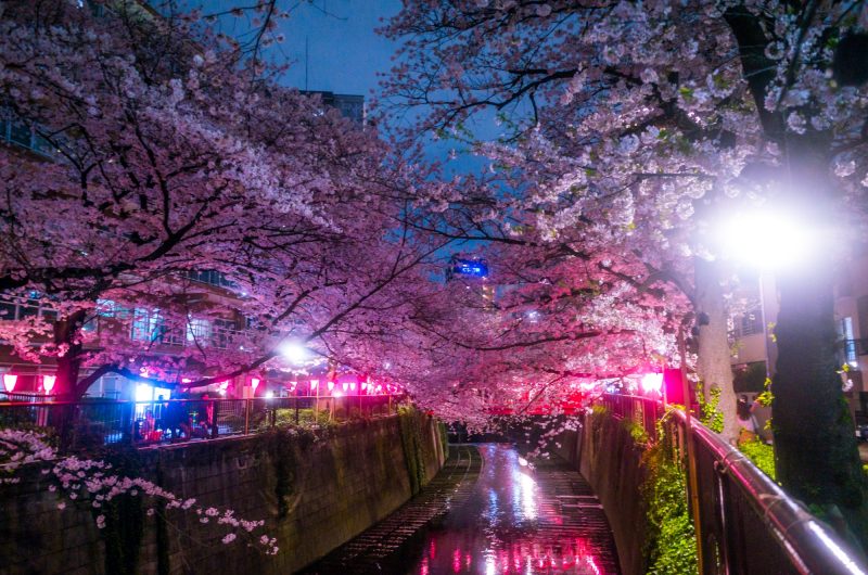 Sakura in Winter? it was decided to hold event that is “Illumination at Meguro river in 2017” at Gotanda!!pink christmas illumination.
