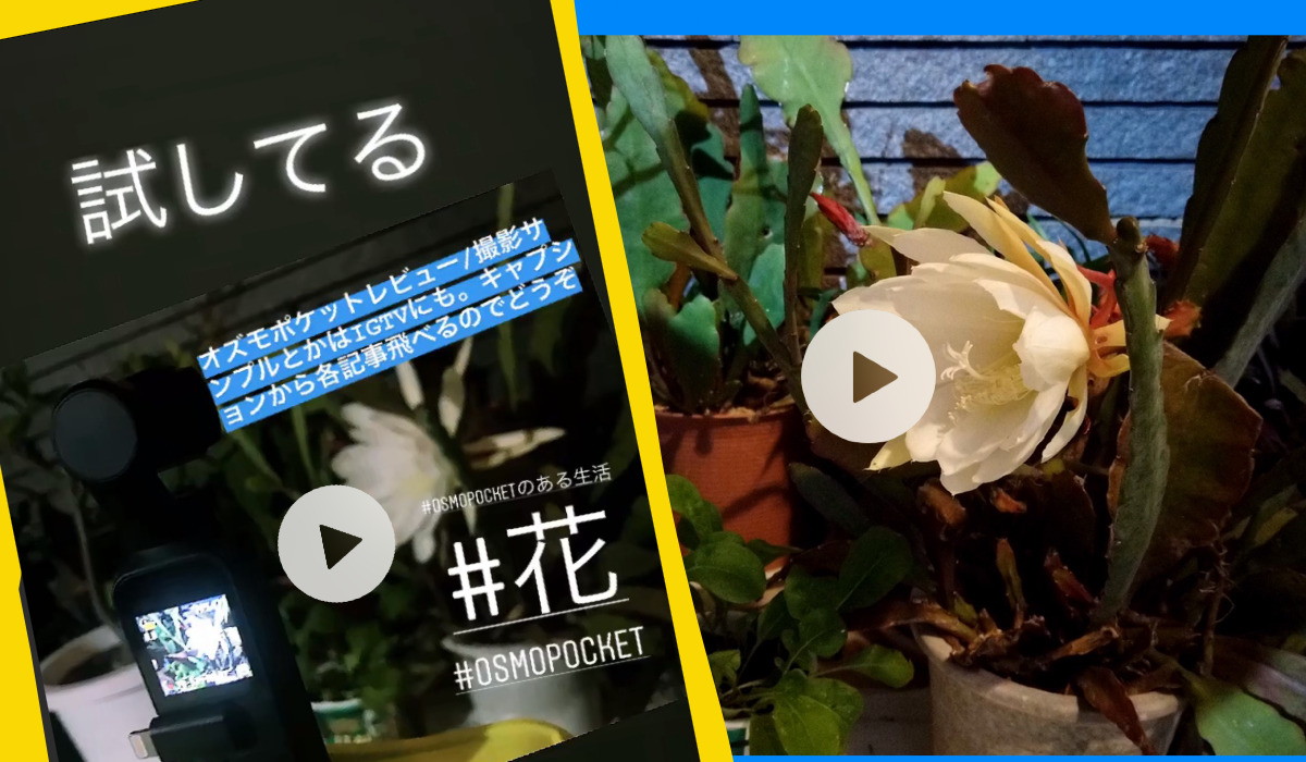 Osmo Pocketタイムラプスで花が開くとこ撮影したけど失敗した😇動画有り。Premiere Rushで補正。