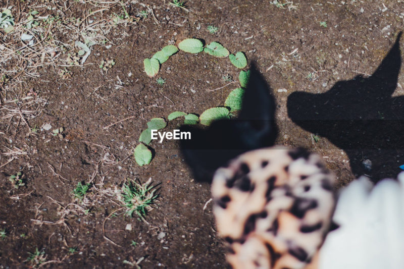 犬と葉っぱで作ったはてなマーク。疑問、Q&Aイメージ写真素材ストックフォトEyeEm