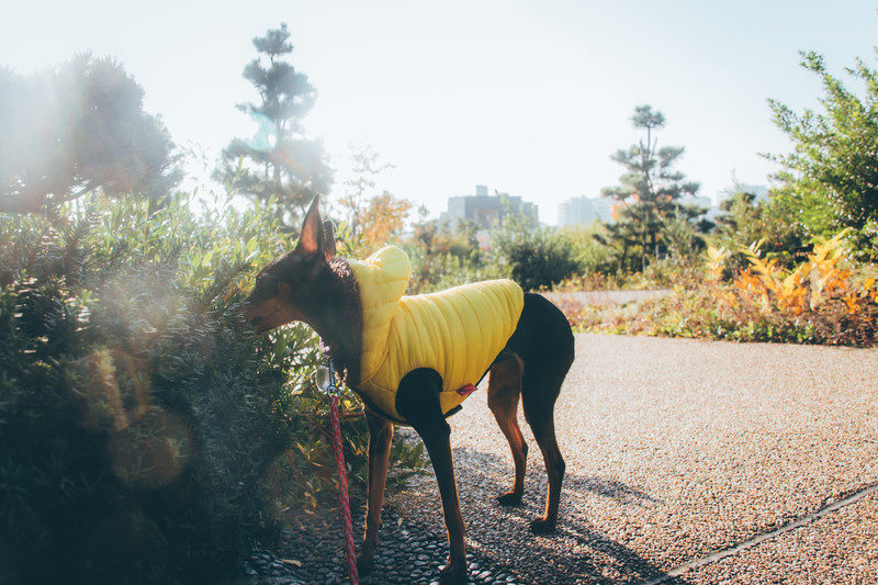 公園でリラックスする服を着た犬。ミニチュアピンシャーストックフォト写真素材
